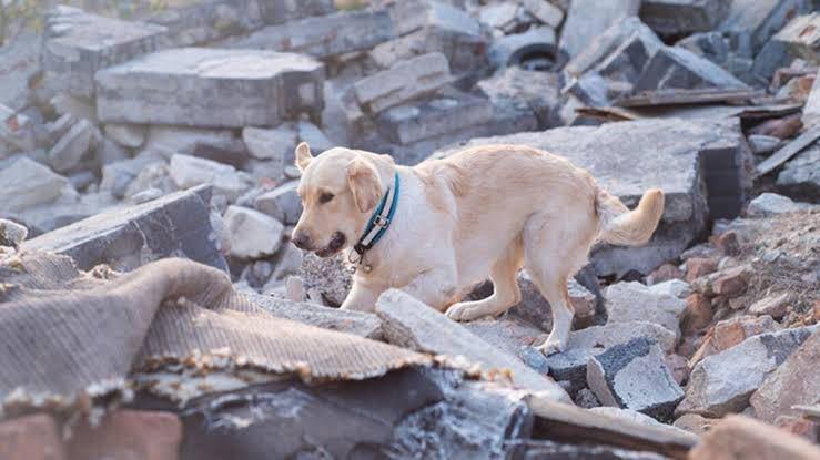 Çaresizliğin fotoğrafı… Şefkatli köpek İzmir'de sahibi için çırpındı