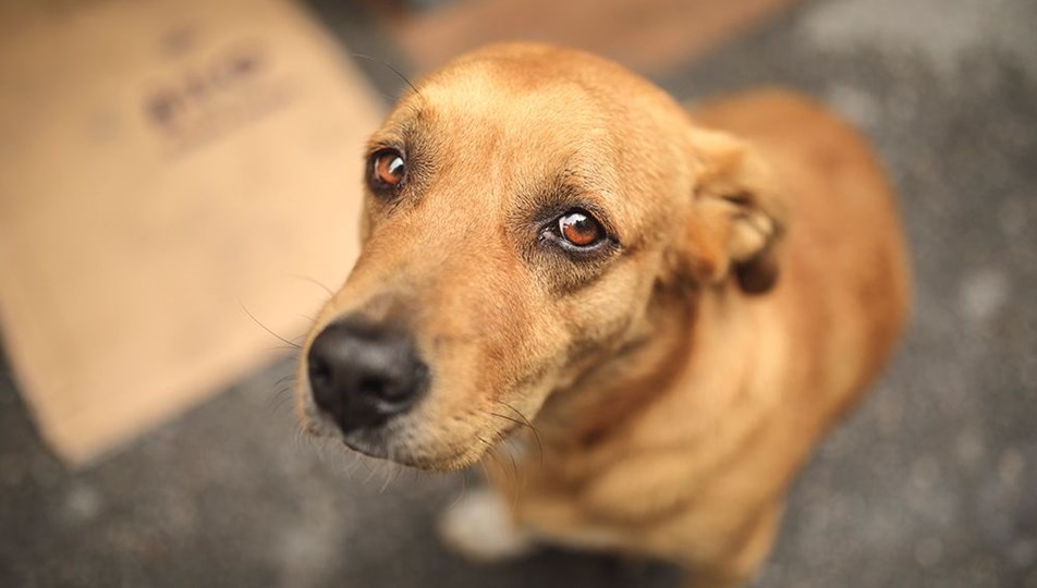 Sokak köpeğini silahla öldüren doktor serbest
