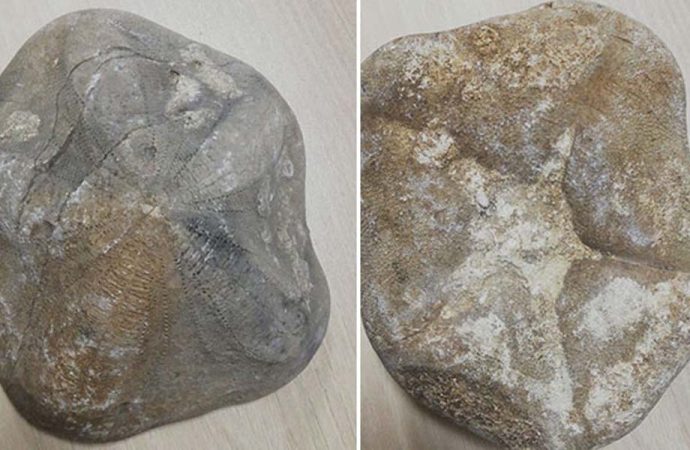 Çanakkale’de ele geçirildi…Piyasa değeri 4 milyon lira