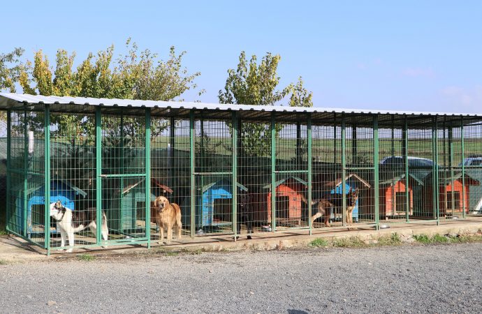 Tekirdağ'da ‘köpek oteli’ kurdular