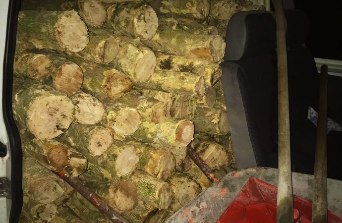 Koruma altındaki ağaçları kesen yeşil düşmanları, suçüstü yakalandı