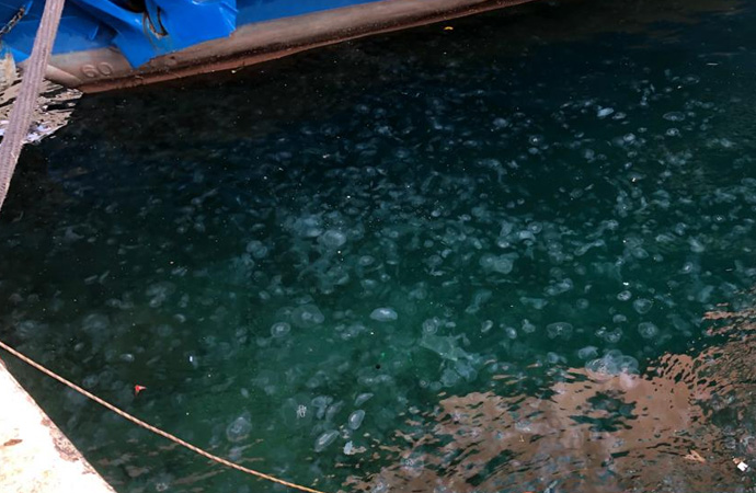 Korkutan görüntü: İstanbul Boğazı’nda deniz anası istilası