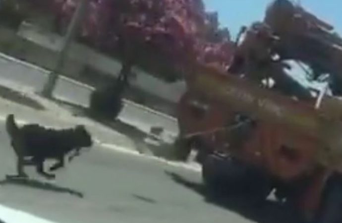 Vicdansızlığın görüntüsü! Bir kez daha aynı yönet yine hayvana işkence