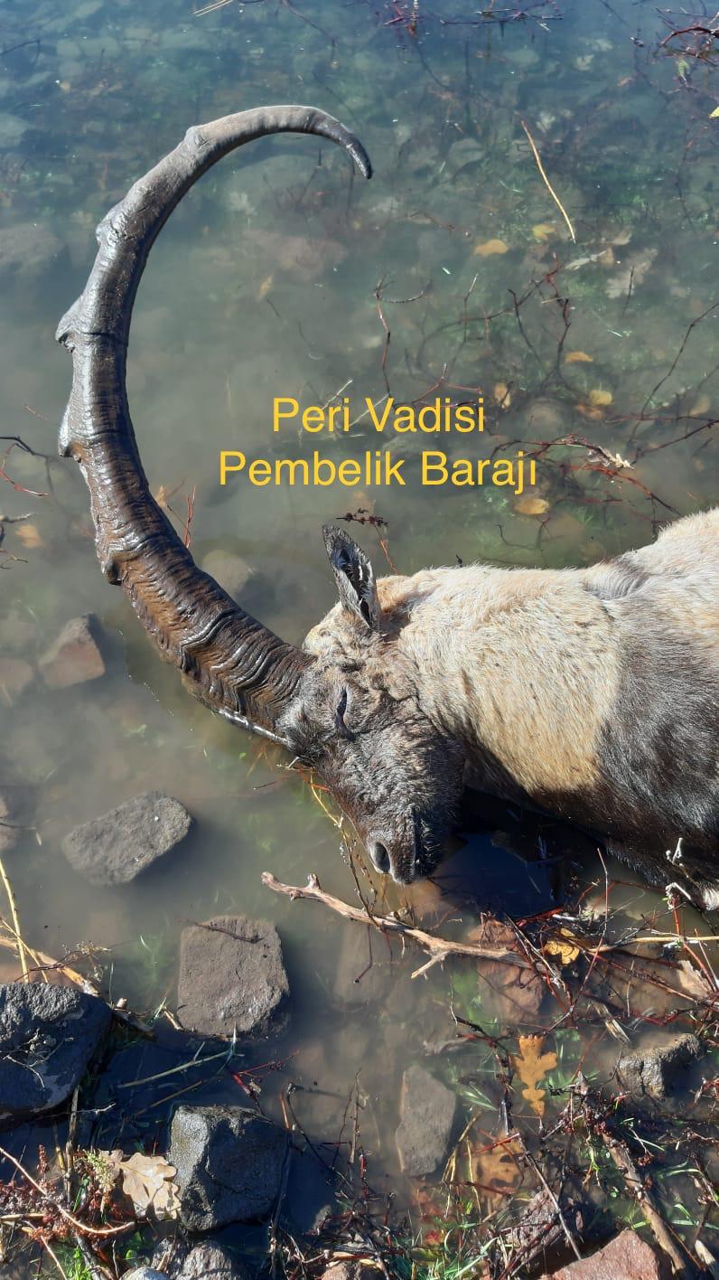Kaçak barajda dağ keçileri boğularak ölüyor: ABD'li olmazsa yerli patron öldürüyor