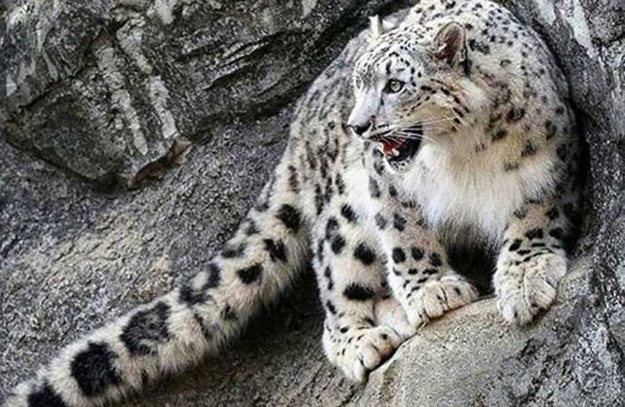 Kar leoparı, koronavirüse yakalandı