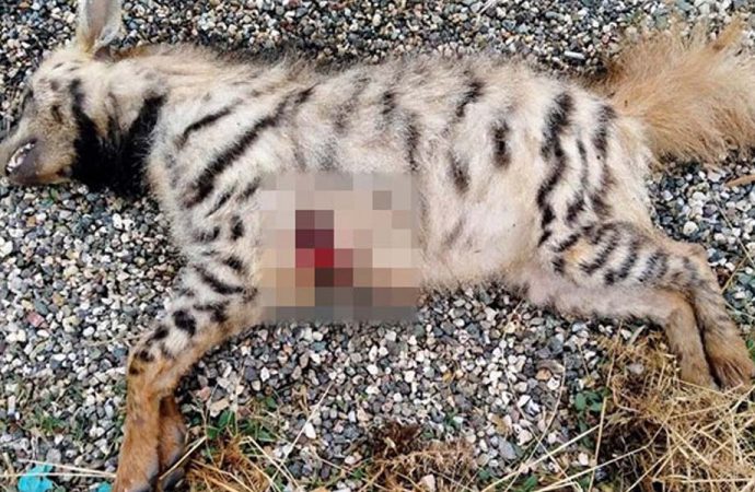 Nesli tükenmekte olan çizgili Anadolu sırtlanı öldürülmüş halde bulundu