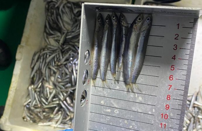 Yasa dışı avlanan 20 ton hamsiye el konuldu