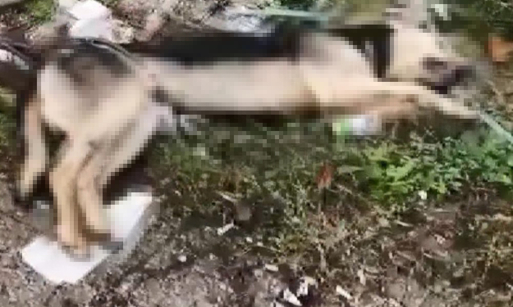 Büyükçekmece'de vahşet! Direğe bağlanan köpek, ölü olarak bulundu