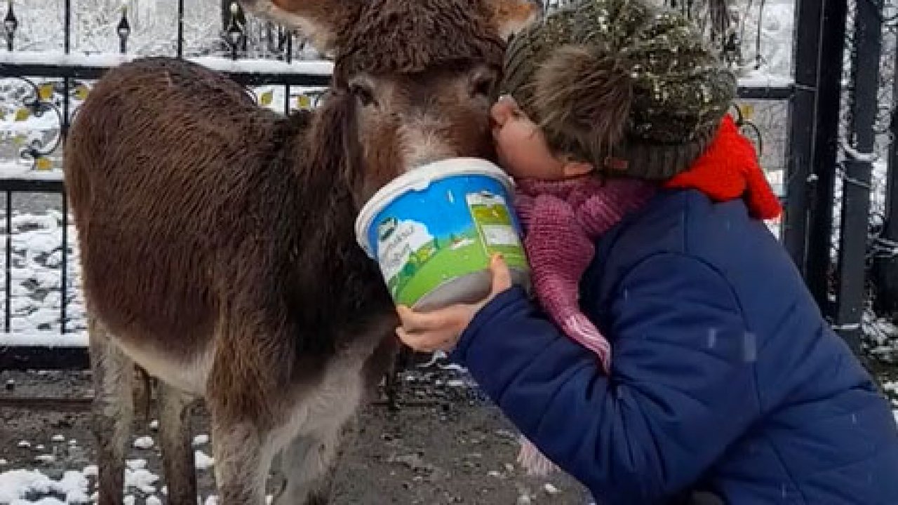 Ağzı çelik tel ile bağlı eşek kurtarıldı