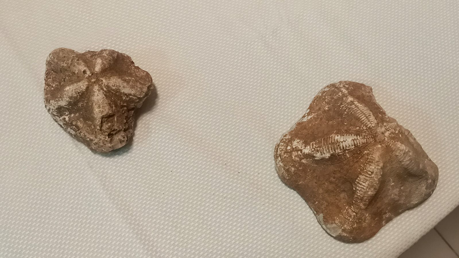 Çanakkale’de 2 milyon yıllık deniz yıldızı fosili bulundu!