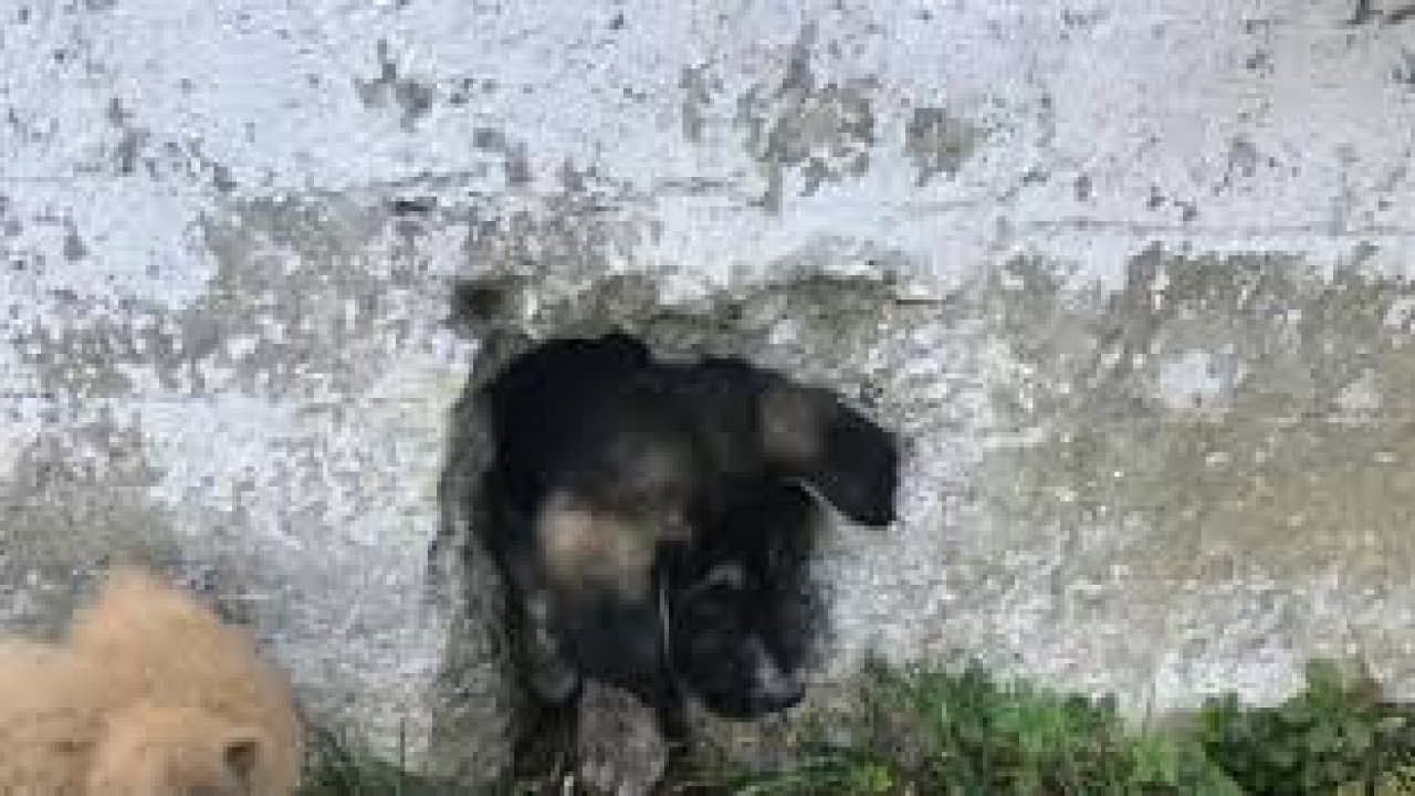 Ordu'da otomobilin çarptığı yavru köpek tedavi altına alındı