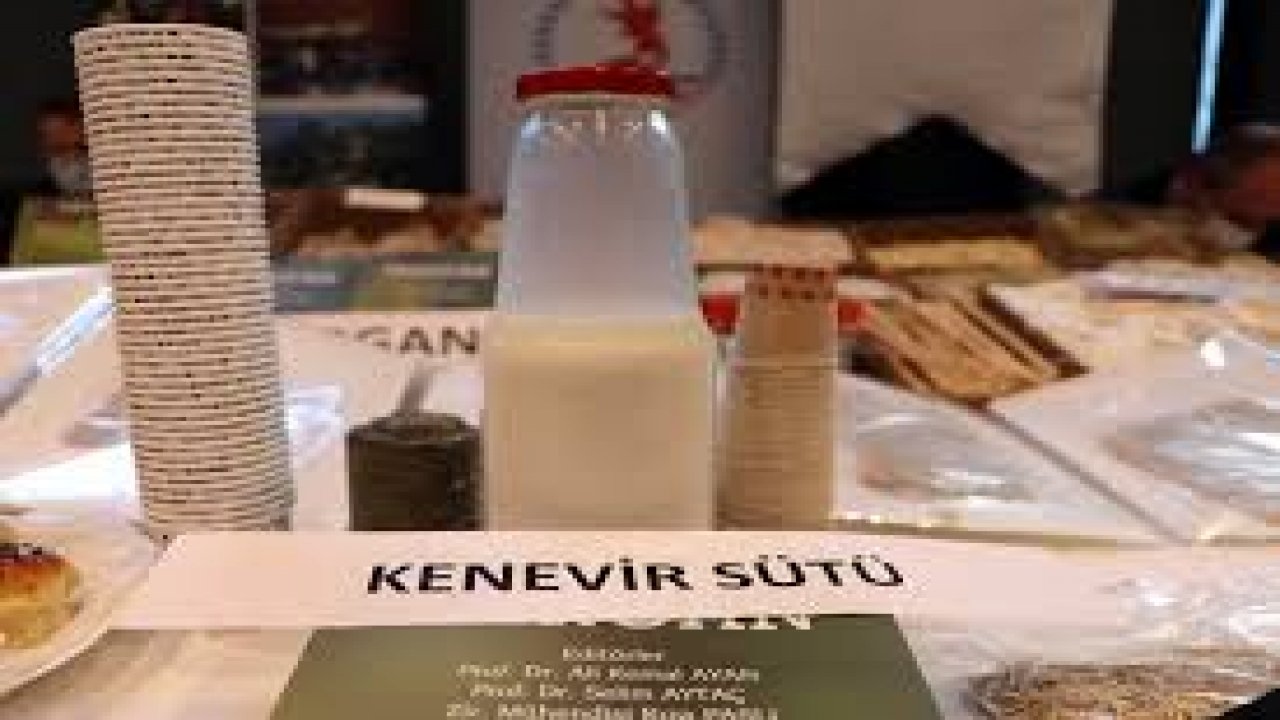 Veganlar için kenevir sütü yakında raflarda