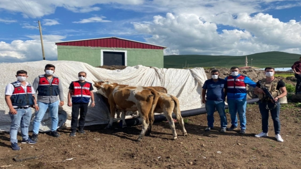 Hayvan hırsızlığı operasyonunda 2 şüpheli yakalandı