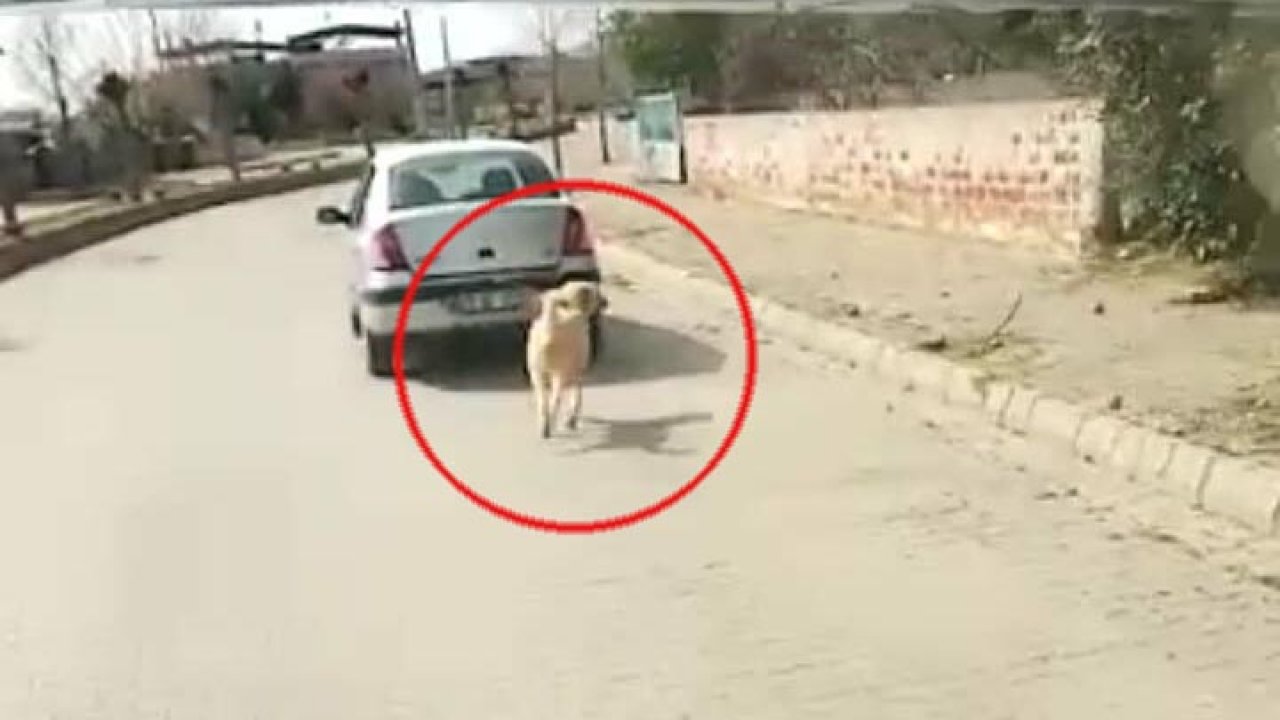 Köpeği iple çeken kadın sürücü: Hayvana eziyet etmedik