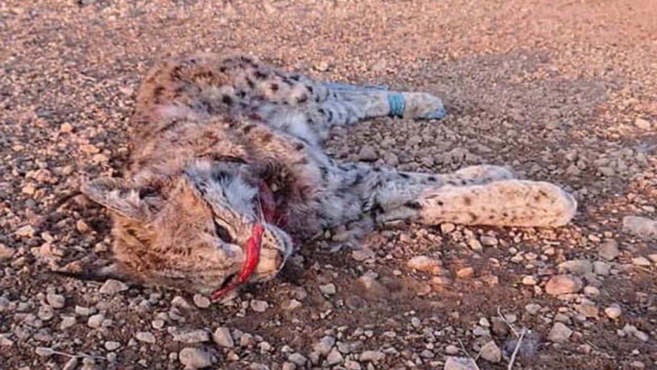 Niğde’de vaşak ölümüne soruşturma