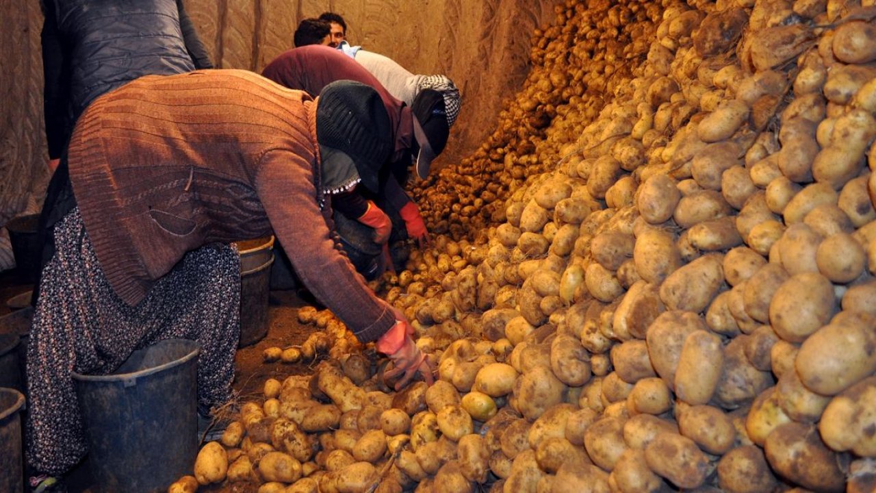 Toprak Mahsulleri Ofisi, ihtiyaç sahiplerine dağıtılacak patatesin alımına başladı