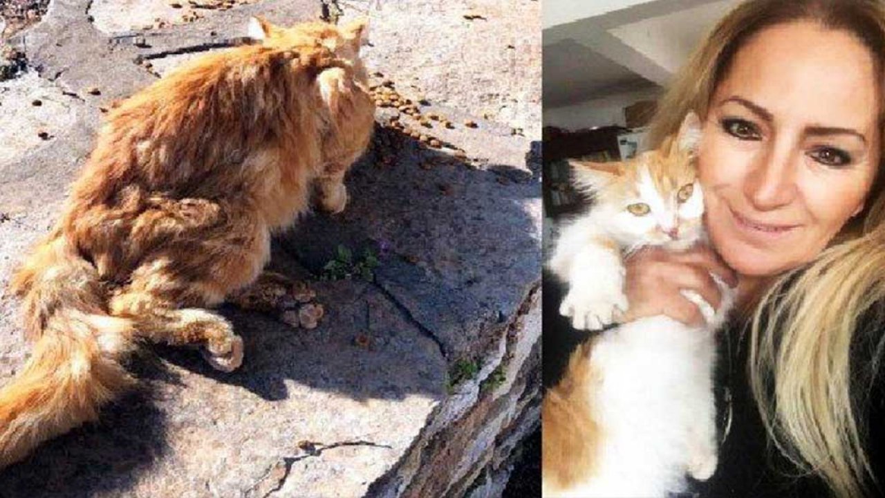 Nerede kaldı bu yasa?! Bir sokak kedisini kurşunla yaraladılar...