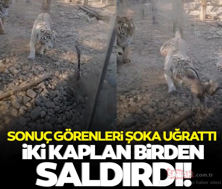 Bengal Kaplanları Tarafından Saldırıya Uğradı ve Sonu Şok Etkisi Yarattı!