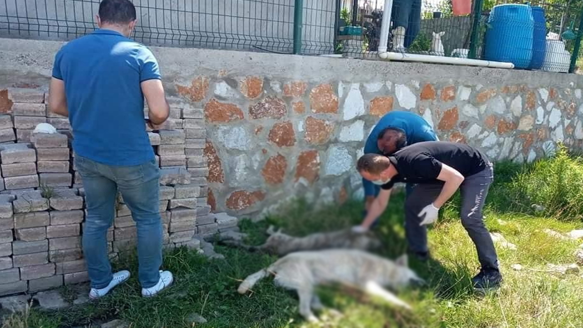 Yalova'da altı köpek zehirlenerek telef edildi