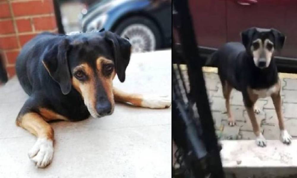 Taksi şoförü, köpeği ezip tekrar üzerinden geçti