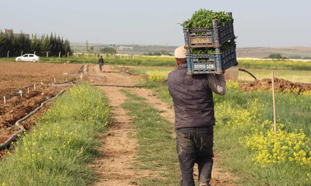 Çiftçi perişan! Pandemi istihdamda en çok tarımı vurdu