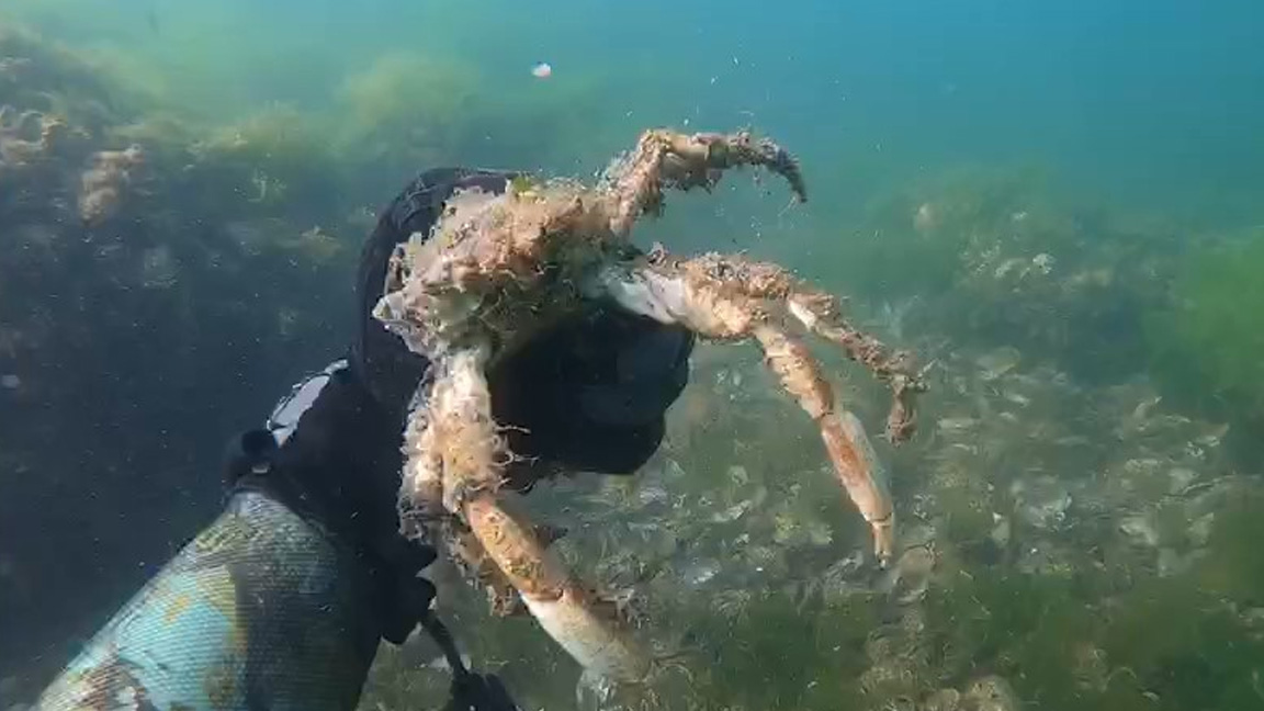 Marmara Denizi'nde etkili olan müsilaj deniz canlılarını öldürmeye devam ediyor