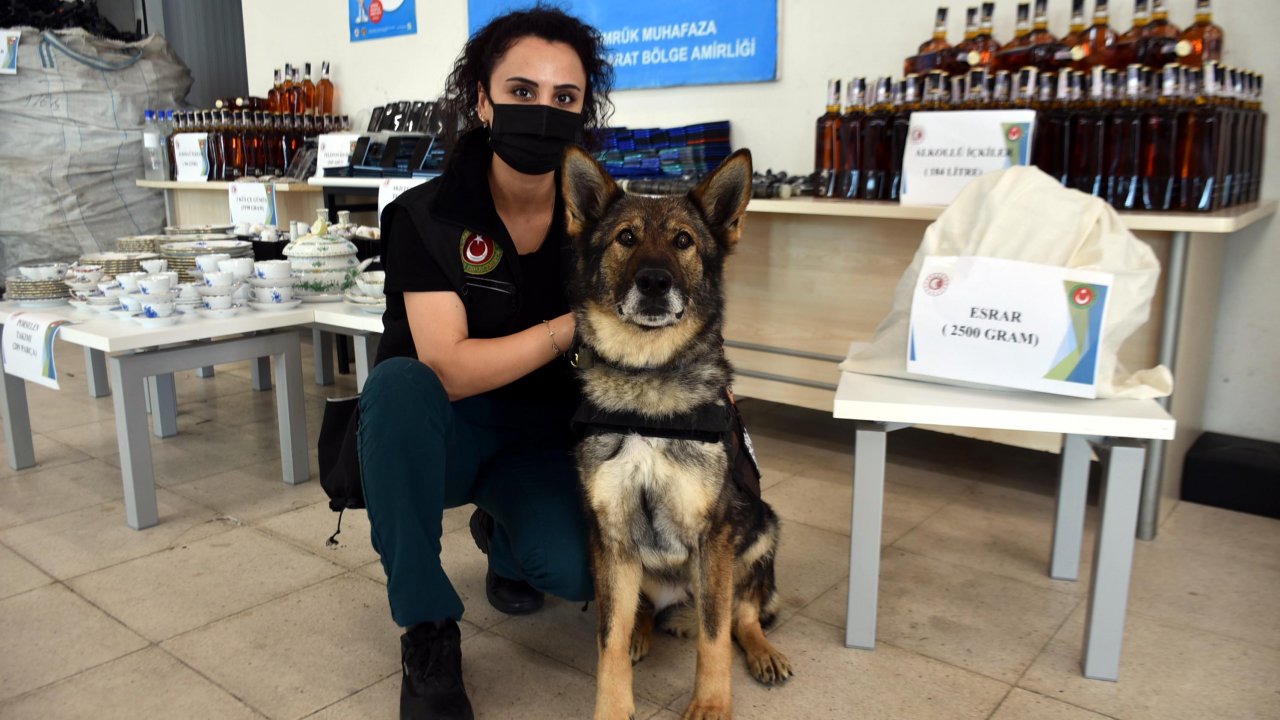 Narkotik köpeği Thea kaçakçıları yakaladı