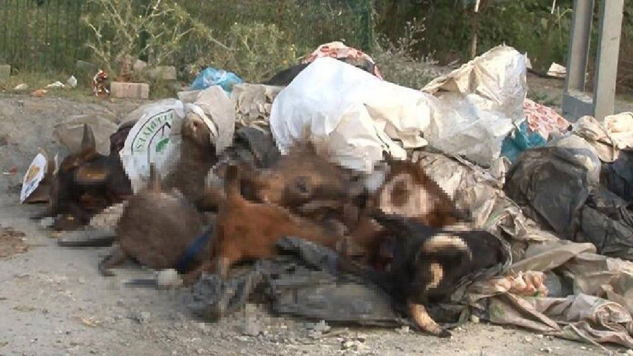 ‘Kurbanlık hayvanların kafaları kepçe ile getirilerek yola atıldı’