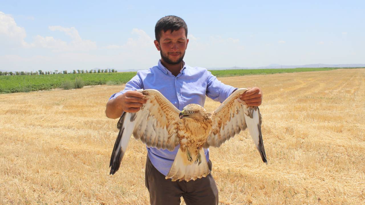 Çoban, yaralı kartalın hayatını kurtardı