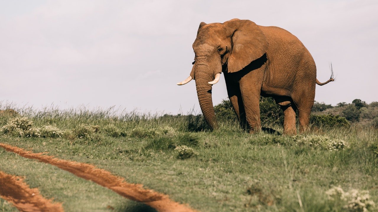 Zimbabve'deki fil saldırdı, 2 kişi hayatını kaybetti, 2 kişi yaralandı