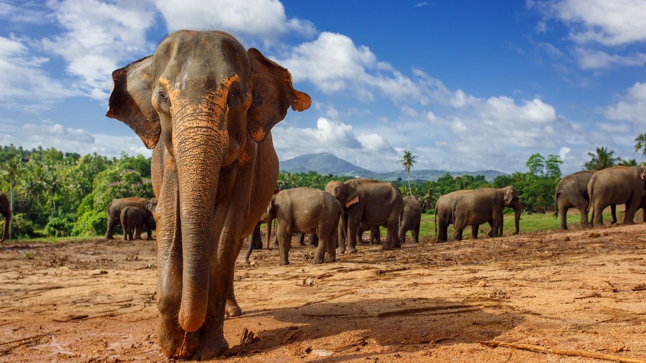 Sri Lanka'da fillerin çalıştırılma saatleriyle ilgili düzenleme yapıldı