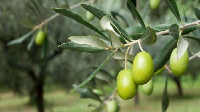 Kömür mü, zeytin mi? İşte YEKÜD'ün yanıtı