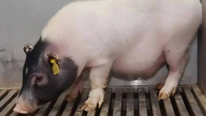 Bilimkurgu Gerçek Oldu: Domuzdan İnsana Organ Nakli Başarıyla Gerçekleşti!
