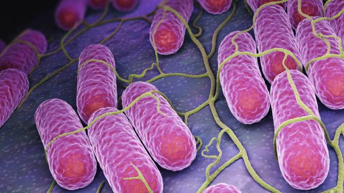 Kumpir Skandalından Sonra Yeni Tehlike! Bir Gıdadan Daha Salmonella Tespit Edildi