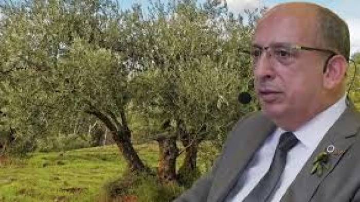 Zeytin Taşınır