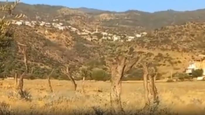 Zeytin katliamı: Taşınan yüzlerce ağaç kurudu