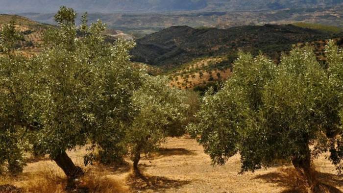 Hepsinin Yeri Belli: 50 Bin Zeytin Ağacı Kökünden Sökülecek!