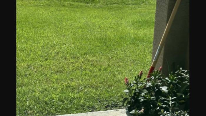Kartalların Bile Göremediği Gizem: Bahçedeki Saklı Yılanı Yalnız Gerçek Dahiler Bulabiliyor!