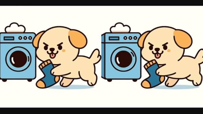 Çorap Atan İki Köpek Arasındaki 3 Farkı Yalnızca Yüksek IQ’su Olanlar 14 Saniyede Görebiliyor!