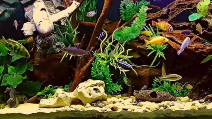Usta Gözlerin Bile Kaçırdığı Test: Gizli Deniz Atını Sadece Yüksek IQ Sahipleri 9 Saniyede Buluyor
