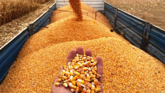 Arpa ve mısır ithalatında yeni dönem: Kontenjan 1 milyon tona çıkarıldı