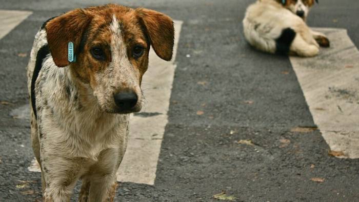 İstanbul’da şok yasak! Valilik sokak köpeklerini beslemeyi resmen durdurdu