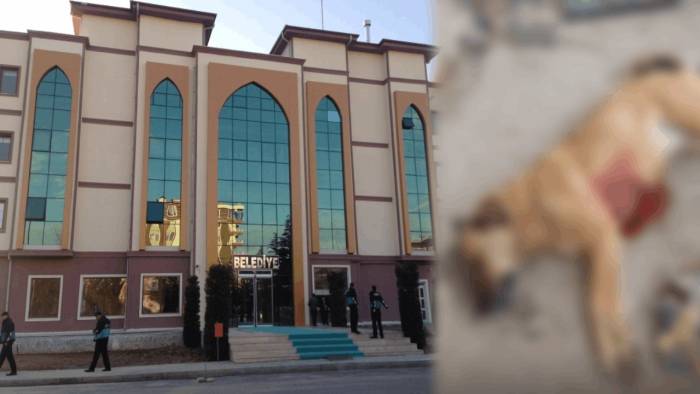 MHP’li Belediyeye Ağır Suçlama! Köpek Vuruldu, Tanıklar Cezaevine Gönderildi!