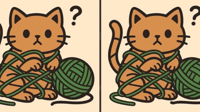 İpliğe dolanmış iki kedi arasındaki 3 farkı yalnız yüksek IQ'su olanlar 14 saniyede buluyor