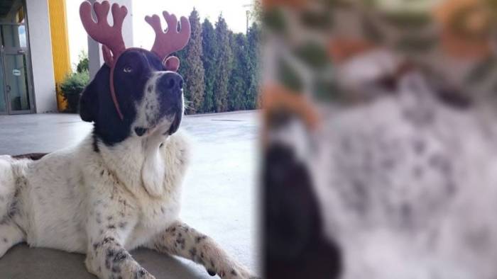 Hedef Gösterildi, Sonu Ölüm Oldu: Mahallenin 15 Yıllık Köpeği Böyle Katledildi!