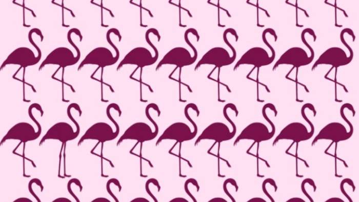 Dahilerin Testi: Sürü İçindeki Farklı Flamingoyu Bulabilir misiniz?
