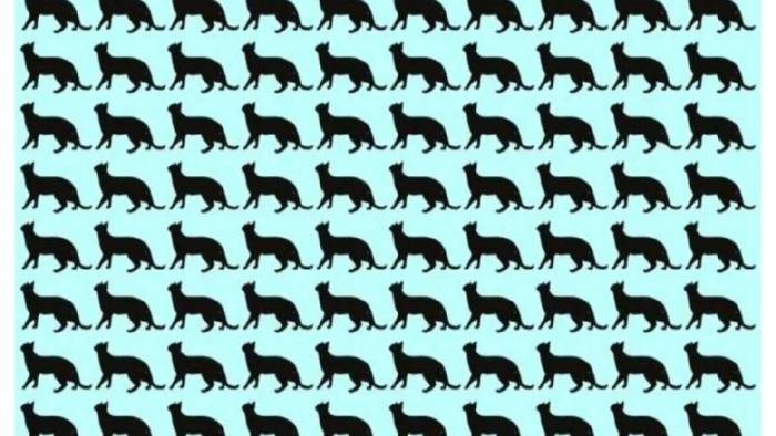 Binlerce kişi denedi! Farklı kediyi 6 saniyede bulanlar parmakla gösteriliyor